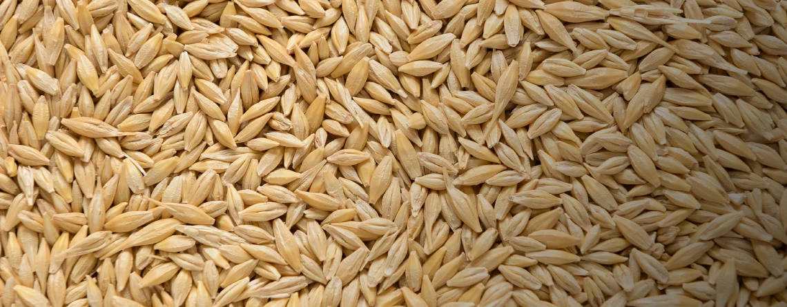 BARLEY_01_140303-2.jpg